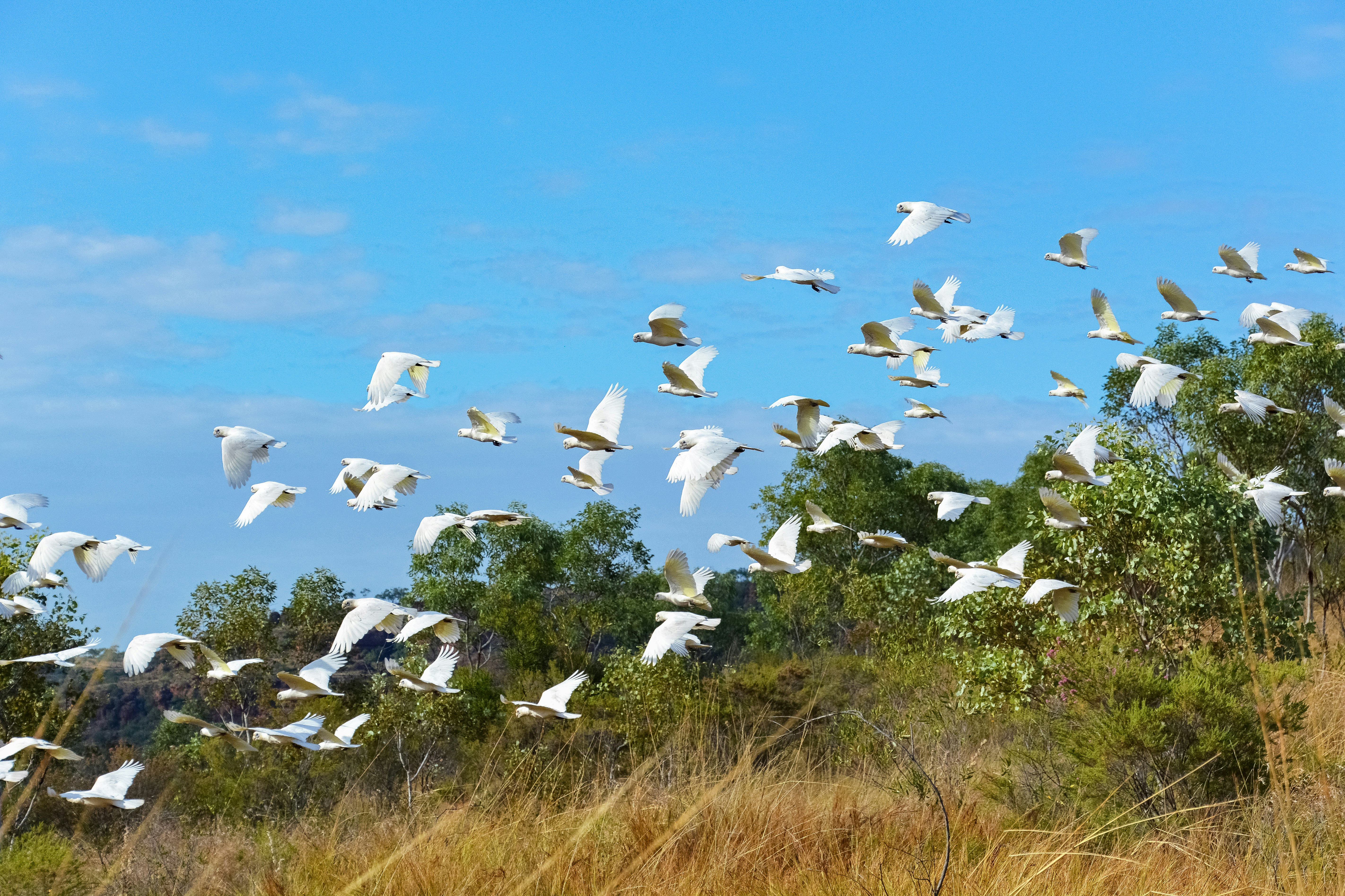 white birds flying over green grass field during daytime
